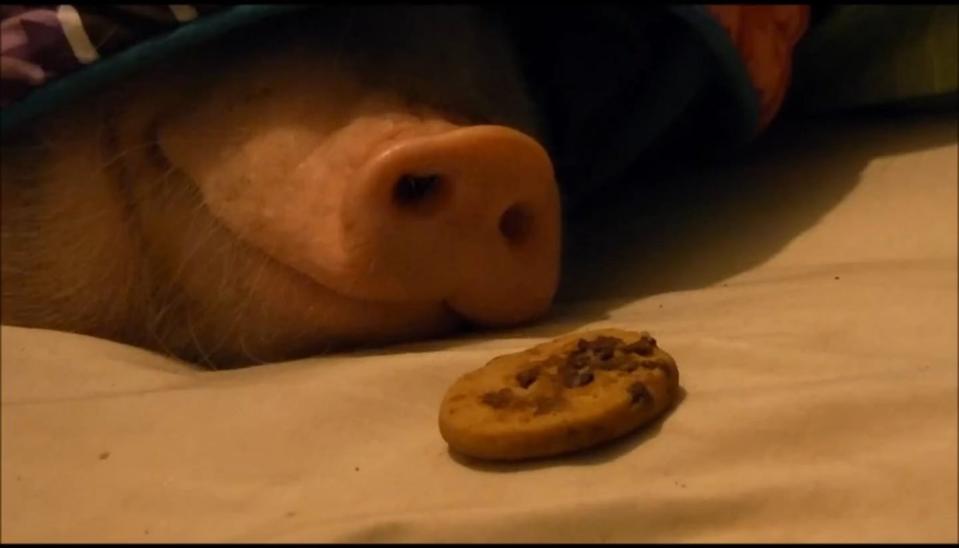 Sleeping pig awakens, sniffs, recognizes and proceeds to consume cookie