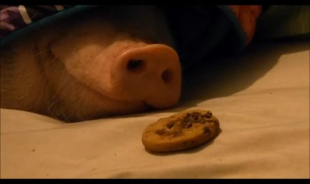 Sleeping pig awakens, sniffs, recognizes and proceeds to consume cookie