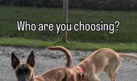 Some dogs are really fast