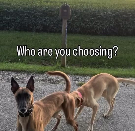 Some dogs are really fast