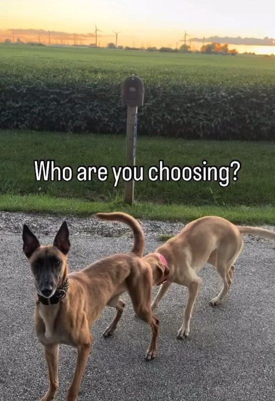 Some dogs are really fast