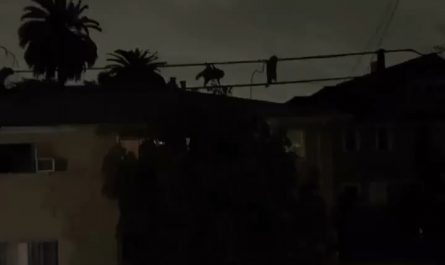 Some raccoons on a top secret mission.