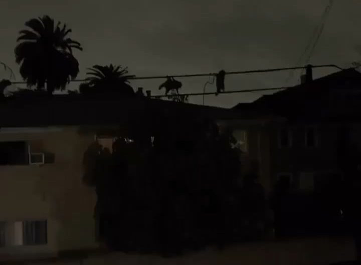 Some raccoons on a top secret mission.