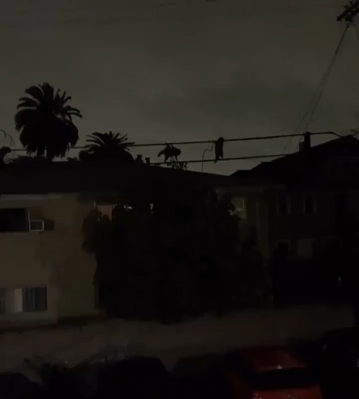 Some raccoons on a top secret mission.