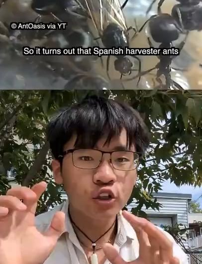 Spanish Cloning Ants