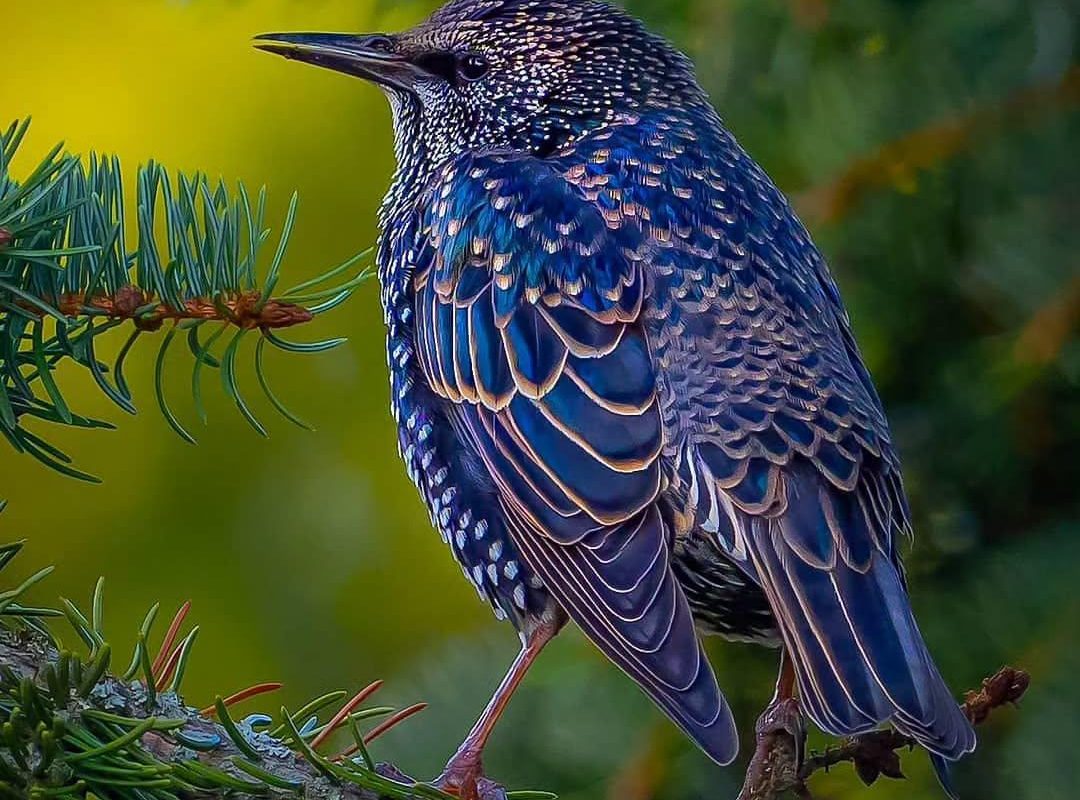 Starling in its autumn plumage.