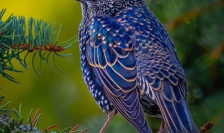 Starling in its autumn plumage.