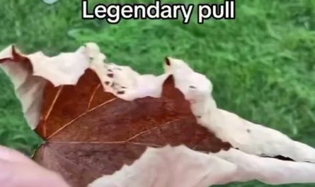 Stepping on a dry leaf