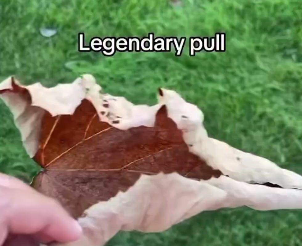 Stepping on a dry leaf