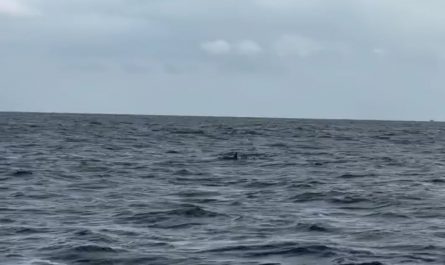 Such a Cute Baby Dolphin 🐬