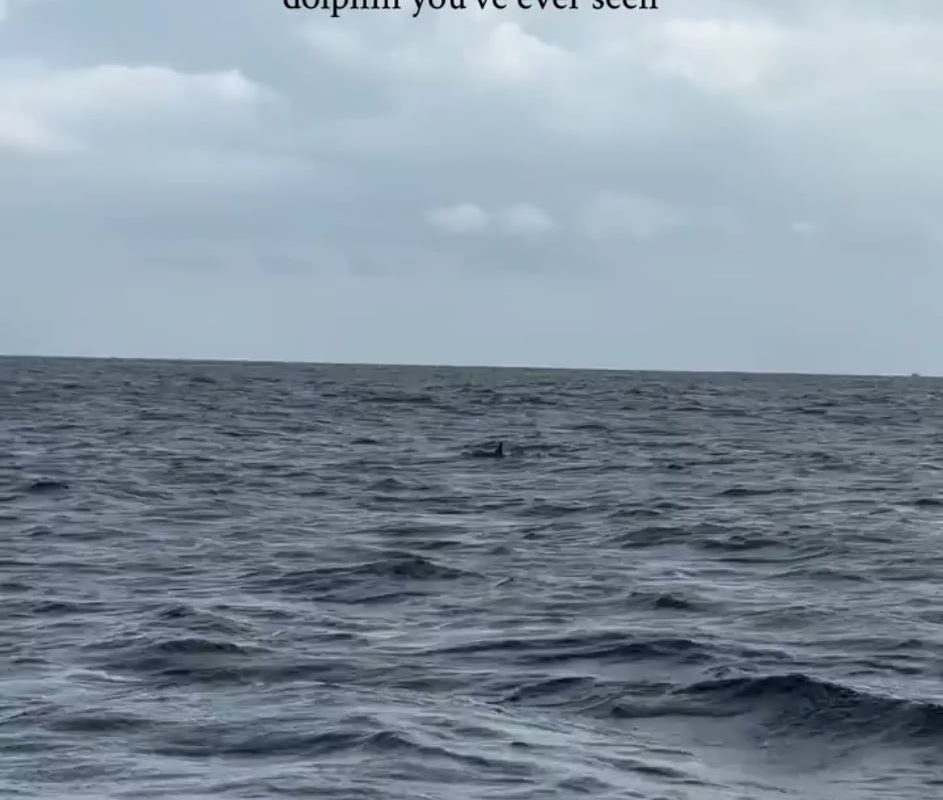 Such a Cute Baby Dolphin 🐬