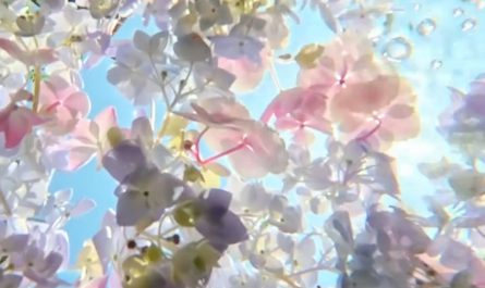 Summer Hydrangeas looks so dreamy