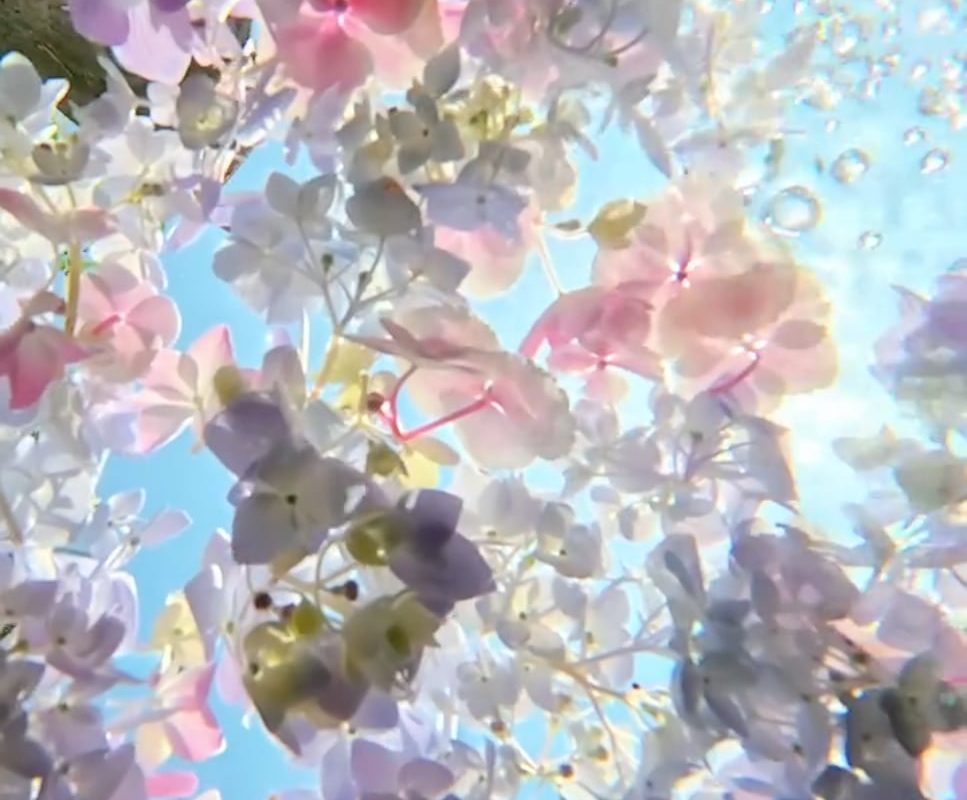Summer Hydrangeas looks so dreamy