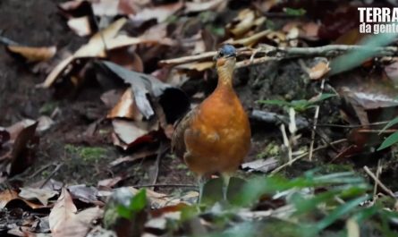 Sururina-da-serra (Slaty-masked Tinamou): A new bird discovered in the Amazon is being called the "new dodo" because of its extremely docile behavior.