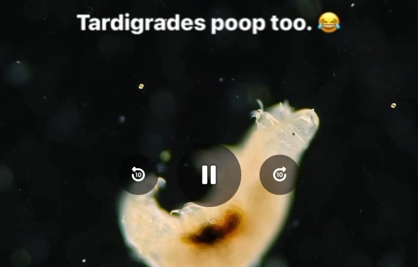 Tardigrades passing poop