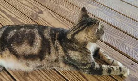 That Cat That Has "No" In Its Fur.