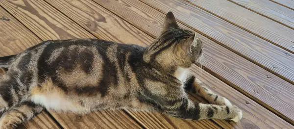 That Cat That Has "No" In Its Fur.