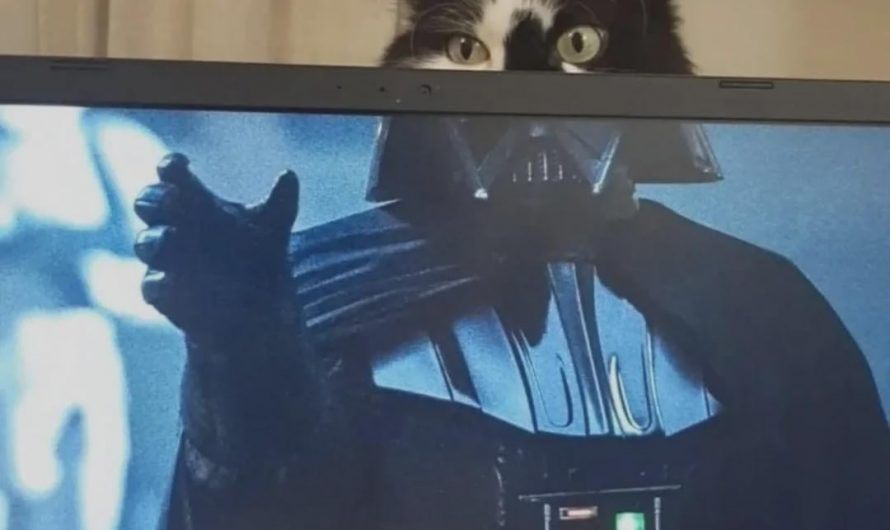 The Cat As A Sith Lord.