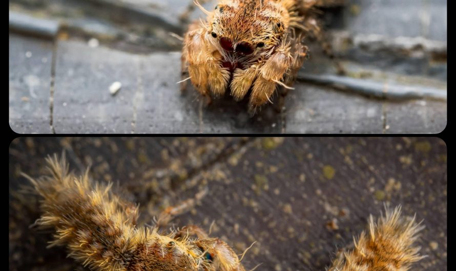 The Caterpillar-Mimicking Spider: this species of jumping spider mimics a lichen moth caterpillar, possibly as a way to deter predators