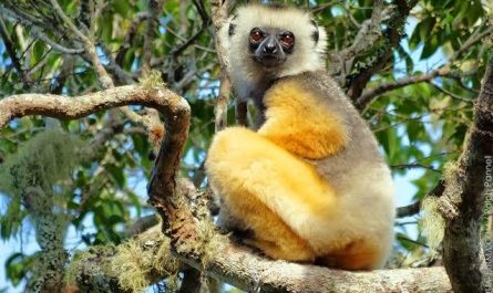 The Diademed Sifaka is one of the most striking primates silver fur, a golden crown, and bright orange limbs yet only 6,000–10,000 remain. They can leap over 30 feet and dance-walk on the ground, but Madagascar’s forests are disappearing faster than they can survive. A mythical creature fading fast.