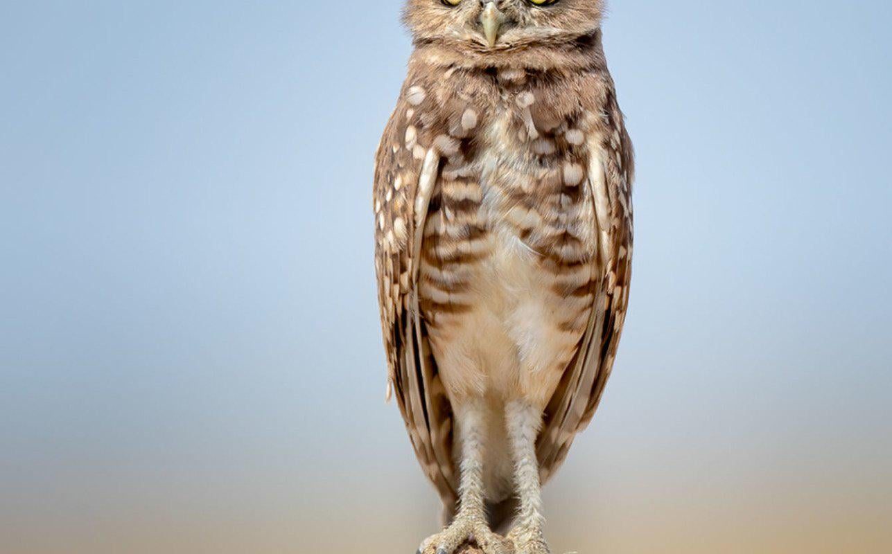 The Disinterested Burrowing Owl (Photo:  Anita Ross)