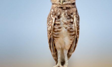 The Disinterested Burrowing Owl (Photo:  Anita Ross)