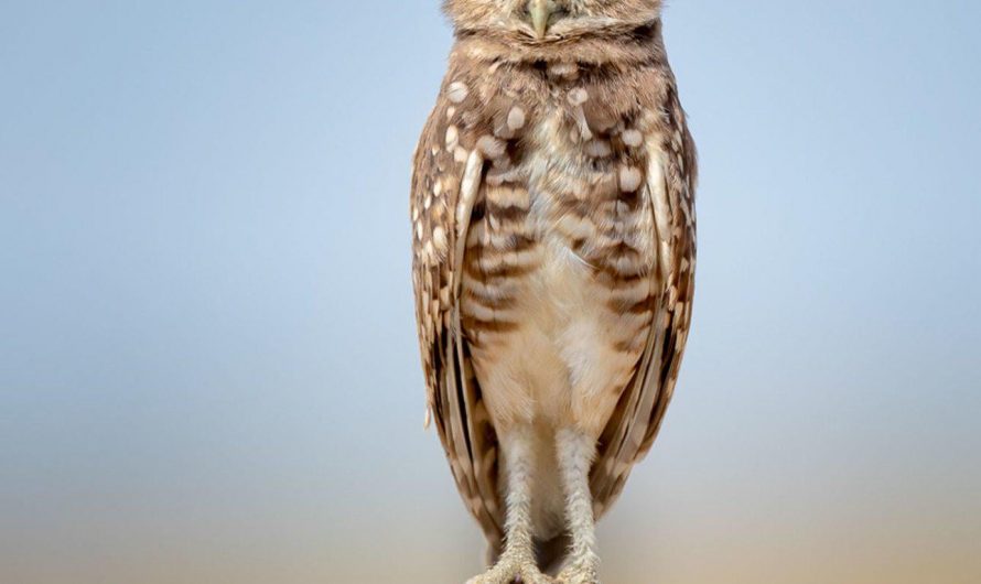 The Disinterested Burrowing Owl (Photo:  Anita Ross)