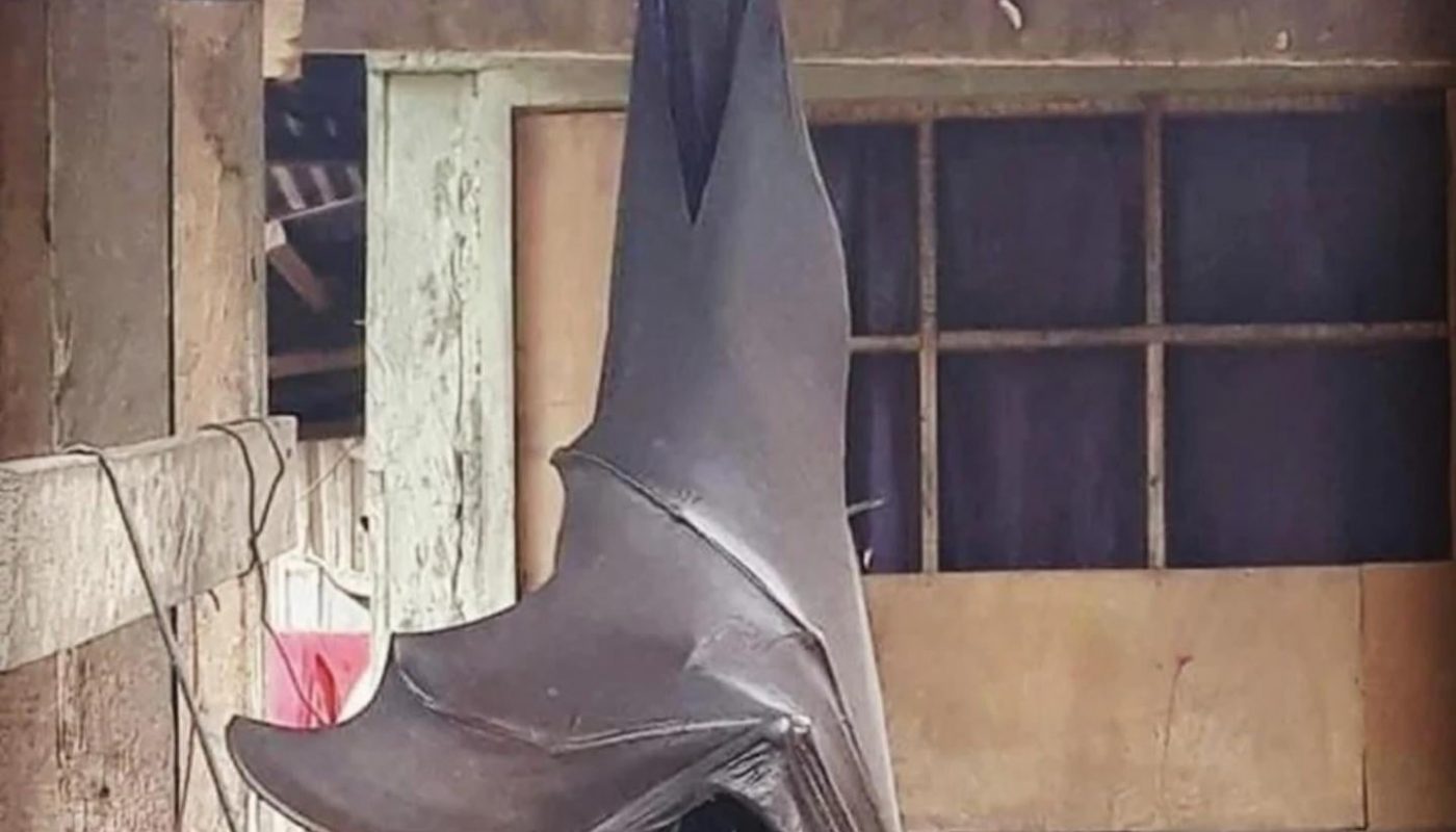The Giant Golden-Crowned Flying Fox is the largest bat in the world and can grow to the size of a human child.