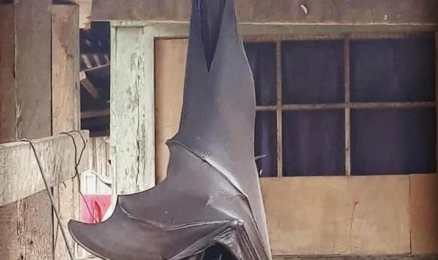The Giant Golden-Crowned Flying Fox is the largest bat in the world and can grow to the size of a human child.