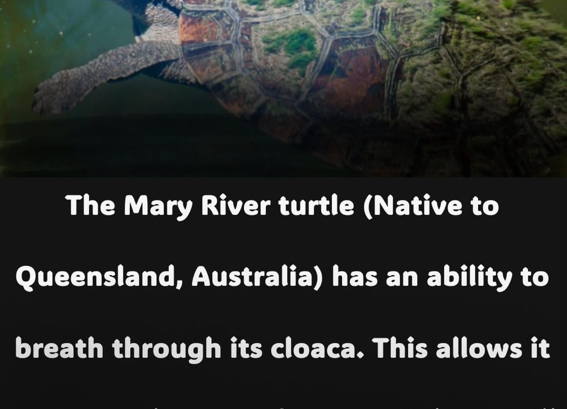 The Mary River turtle (also called Punk turtle) can breath through its butt which allows it to stay underwater for days