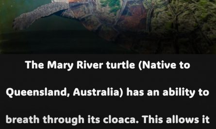 The Mary River turtle (also called Punk turtle) can breath through its butt which allows it to stay underwater for days