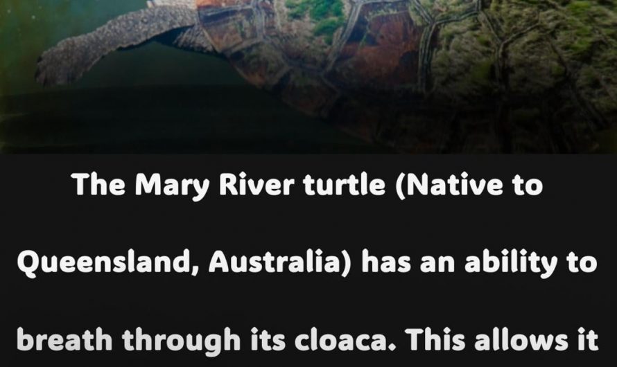 The Mary River turtle (also called Punk turtle) can breath through its butt which allows it to stay underwater for days