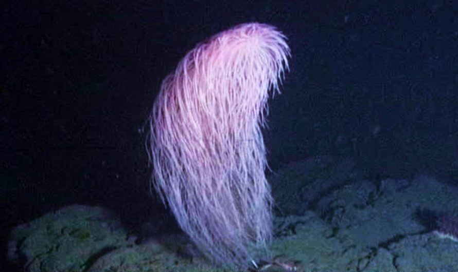 The New Deep-Sea Wonder – Meet Iridogorgia chewbacca (chewbacca coral