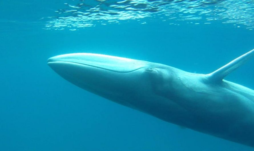 The Omura’s Whale (Balaenoptera omurai), discovered in 2003 and rarely seen in the wild, is a small, slender baleen whale known for its asymmetrical markings along the jaw and throat. Very little is known about its behavior, population, or habits.