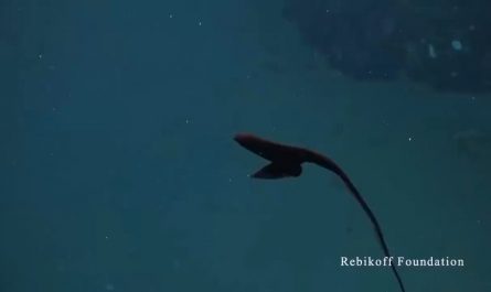 The Pelican eel: a deep sea predator with a mouth bigger than its body.
