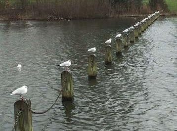 The Placement of Seagulls