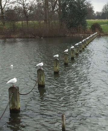 The Placement of Seagulls