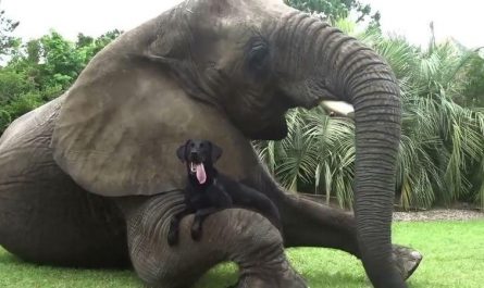 The Relationship Between A Dog and An Elephant.