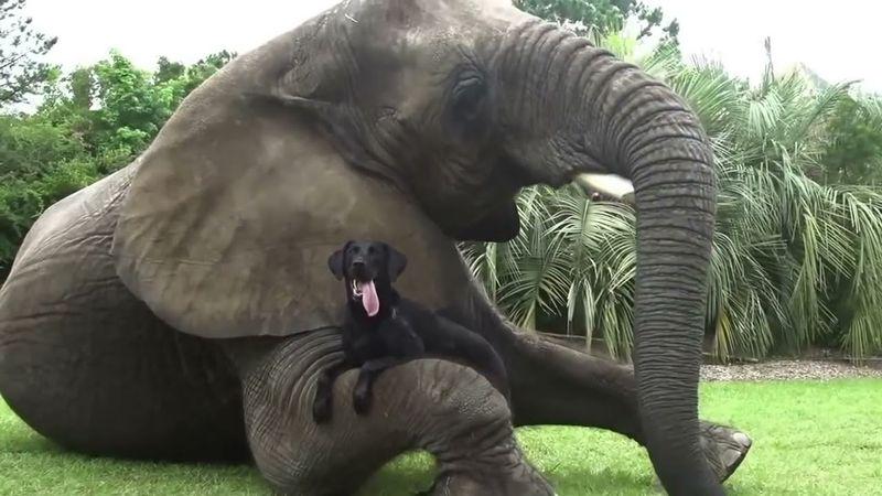 The Relationship Between A Dog and An Elephant.