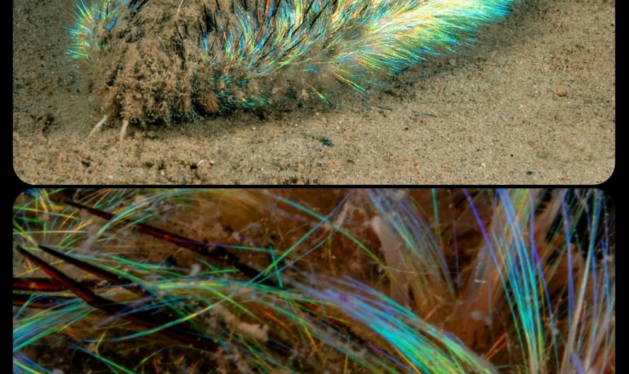 The Sea Mouse: this marine worm’s body is fringed by photonic crystals that emit colorful displays of light; each crystal is essentially a thin, glassy tube with a wall composed of 88 perfectly hexagonal cylinders
