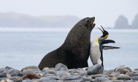 The Seal and Penguin Chest Bump.