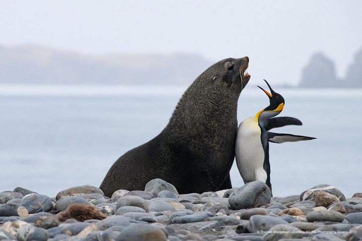 The Seal and Penguin Chest Bump.