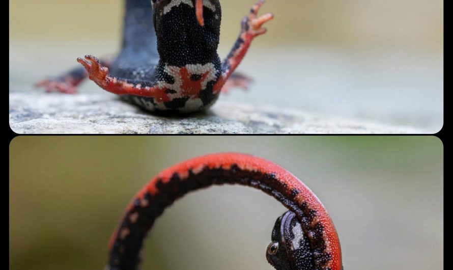 The Spectacled Salamander: when threatened, this salamander will often curl its body into a defensive position that displays the aposomatic markings on the underside of its tail and legs