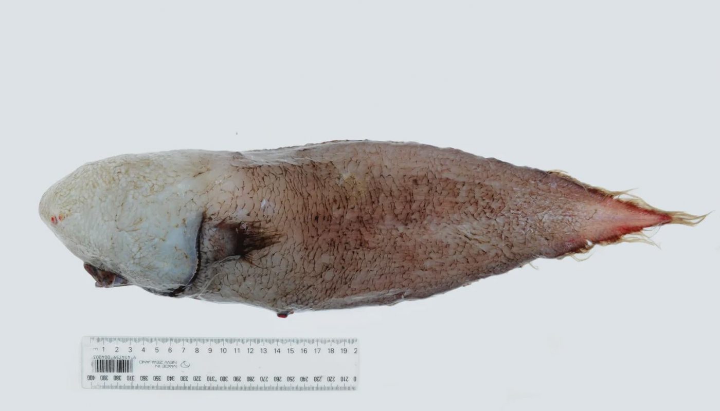 The Typhlonus nasus also known as "The faceless fish" is a deep water fish. It has very small eyes and are hidden beneath its bulbous head. It's mouth its located underside of its body and cannot been seen from the side.