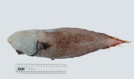 The Typhlonus nasus also known as "The faceless fish" is a deep water fish. It has very small eyes and are hidden beneath its bulbous head. It's mouth its located underside of its body and cannot been seen from the side.