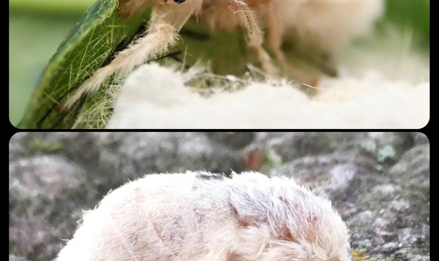 The White-Marked Tussock Moth: the females of this species are essentially wingless, and they have plump, grub-like bodies that are covered in fuzz