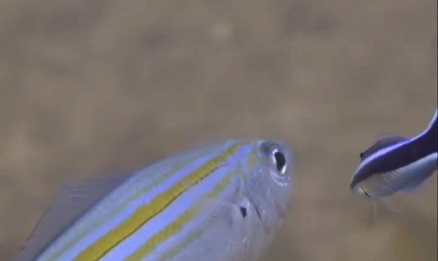 The bluestreak cleaner wrasse is a small fish that lives on coral reefs from East Africa to the Red Sea and all the way to French Polynesia. It eats tiny parasites and dead skin off bigger fish. Both sides benefit: the wrasse gets food and safety, and the bigger fish stay clean and healthy.