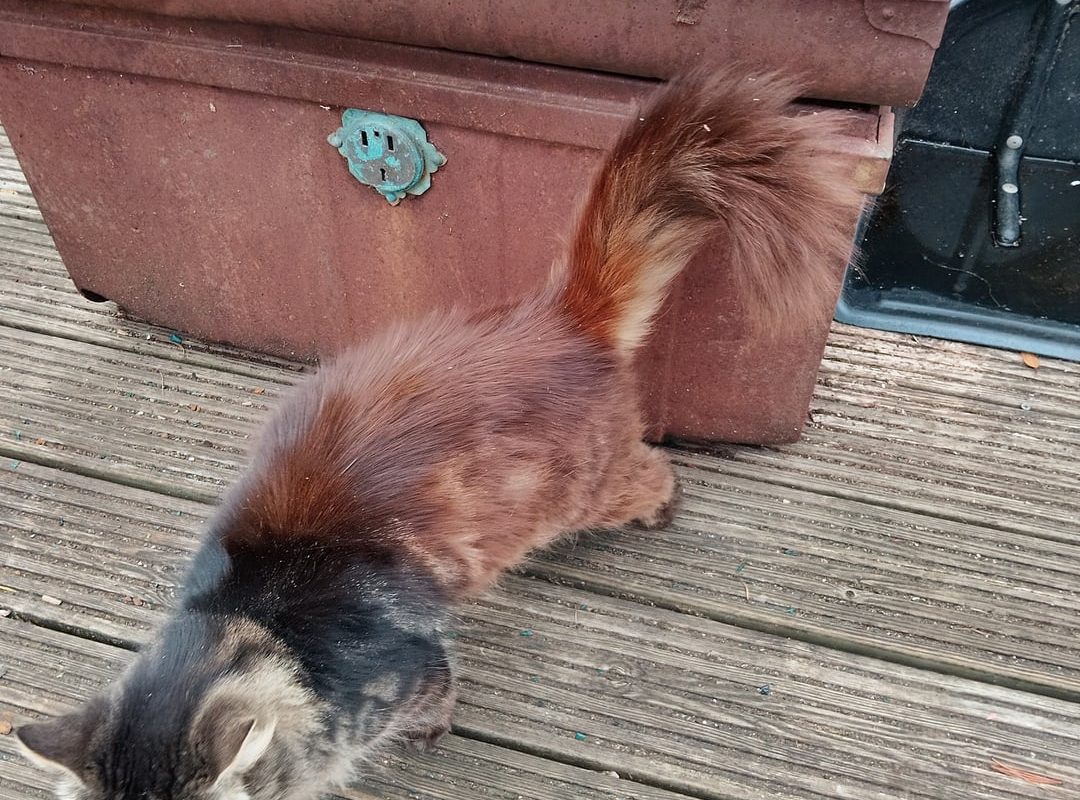 The cat has two distinct colors in the middle of its body, It looks like someone combined two different cats into one.