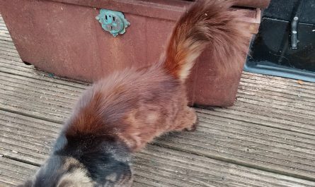 The cat has two distinct colors in the middle of its body, It looks like someone combined two different cats into one.