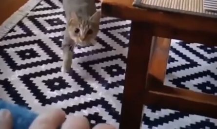 The cat smartly tucks its ear to keep it safe from the table